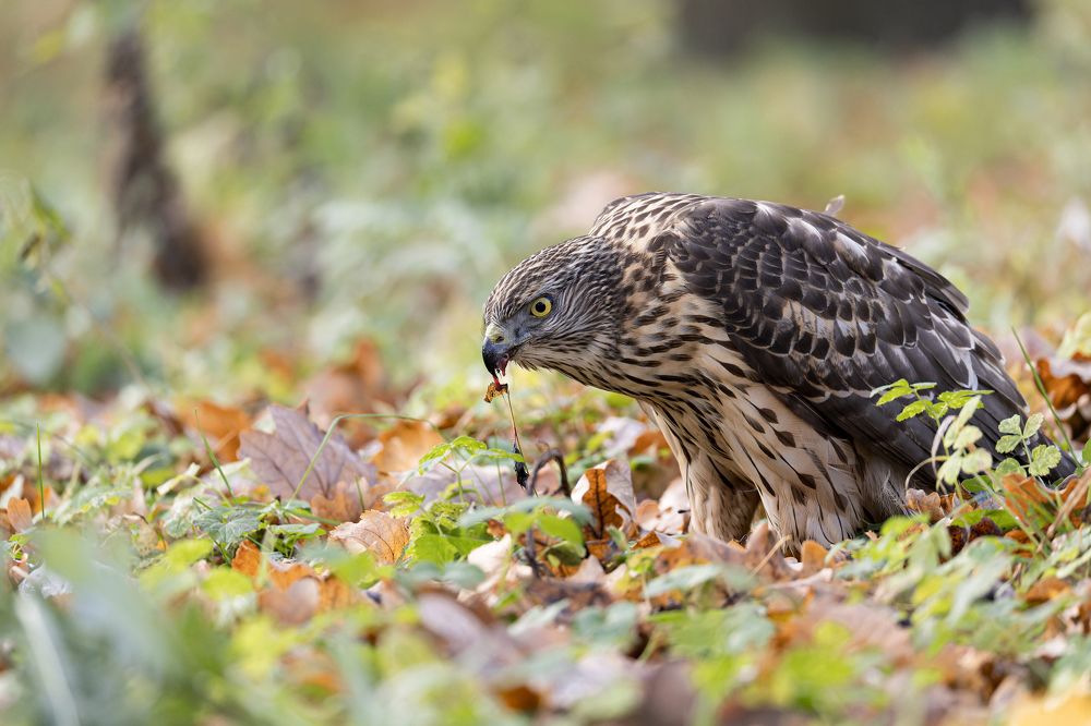 Обед хищника