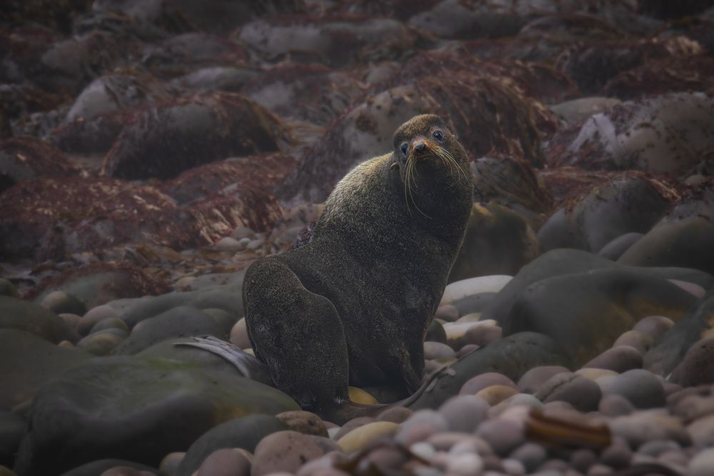 Фотография автора Лаврентьев Александр