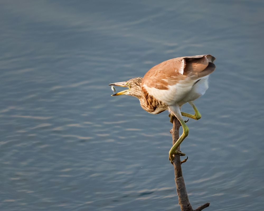Photograph by RAJKUMAR CHETTE