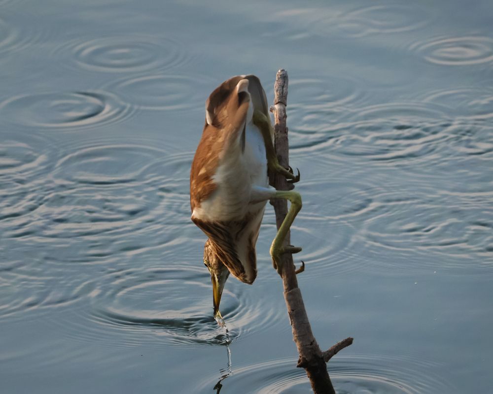 Photograph by RAJKUMAR CHETTE