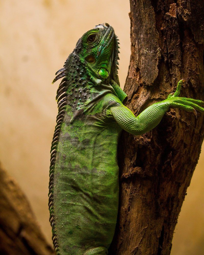 Photograph by Denis Dias Bezerra