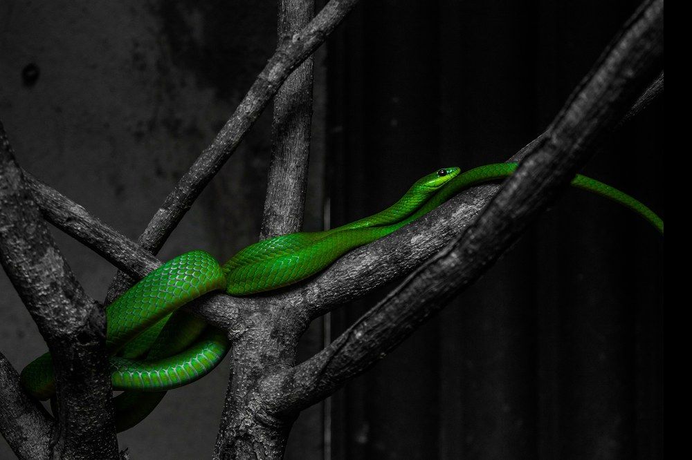 Photograph by Denis Dias Bezerra