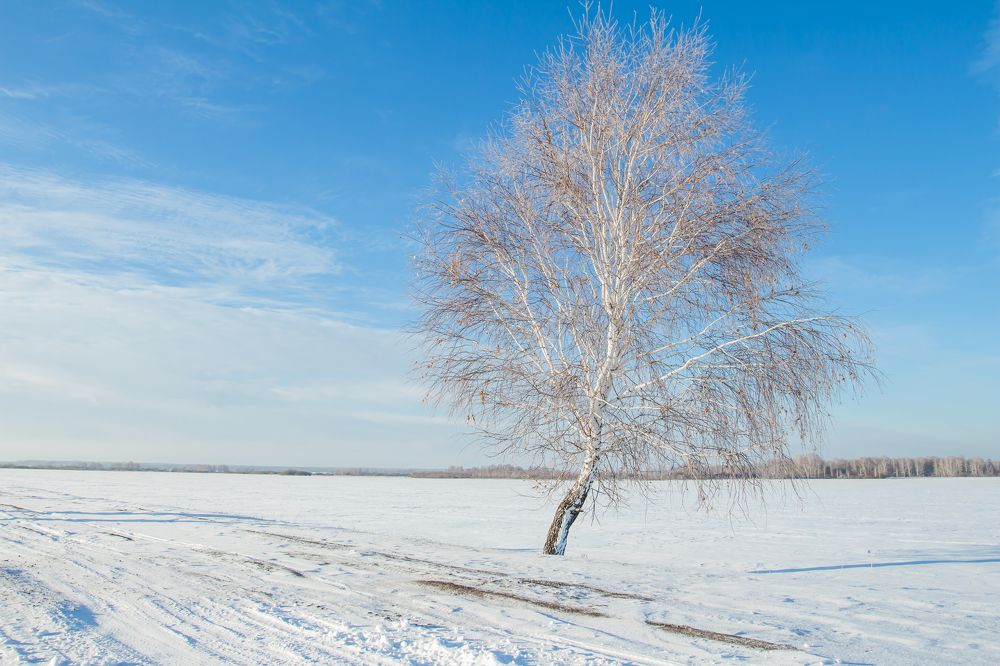 Морозный день