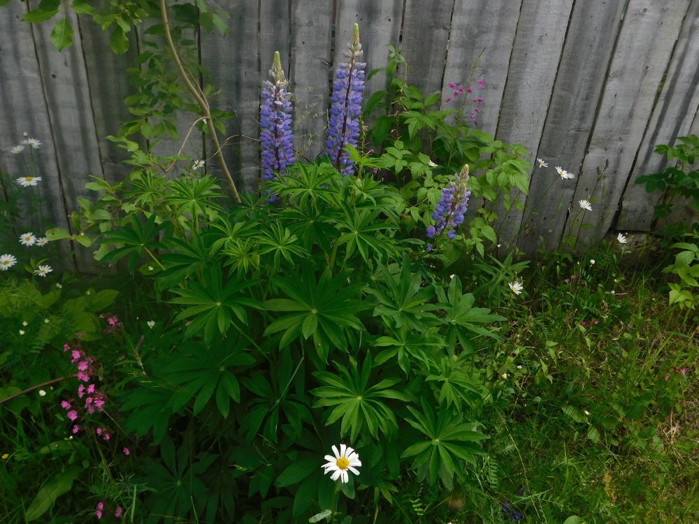 Photograph by Светлана Зотова