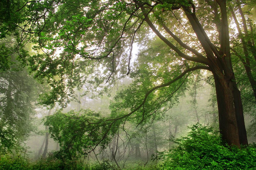 Photograph by hasan sorena jouri