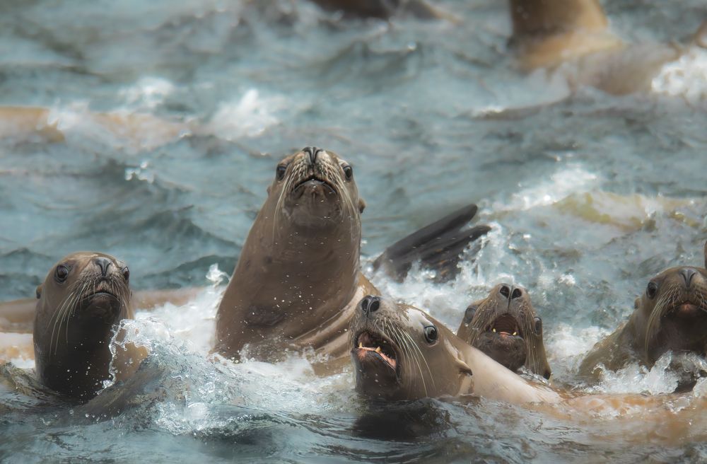 Фотография автора Лаврентьев Александр