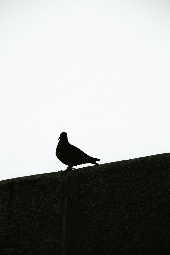 a pigeon