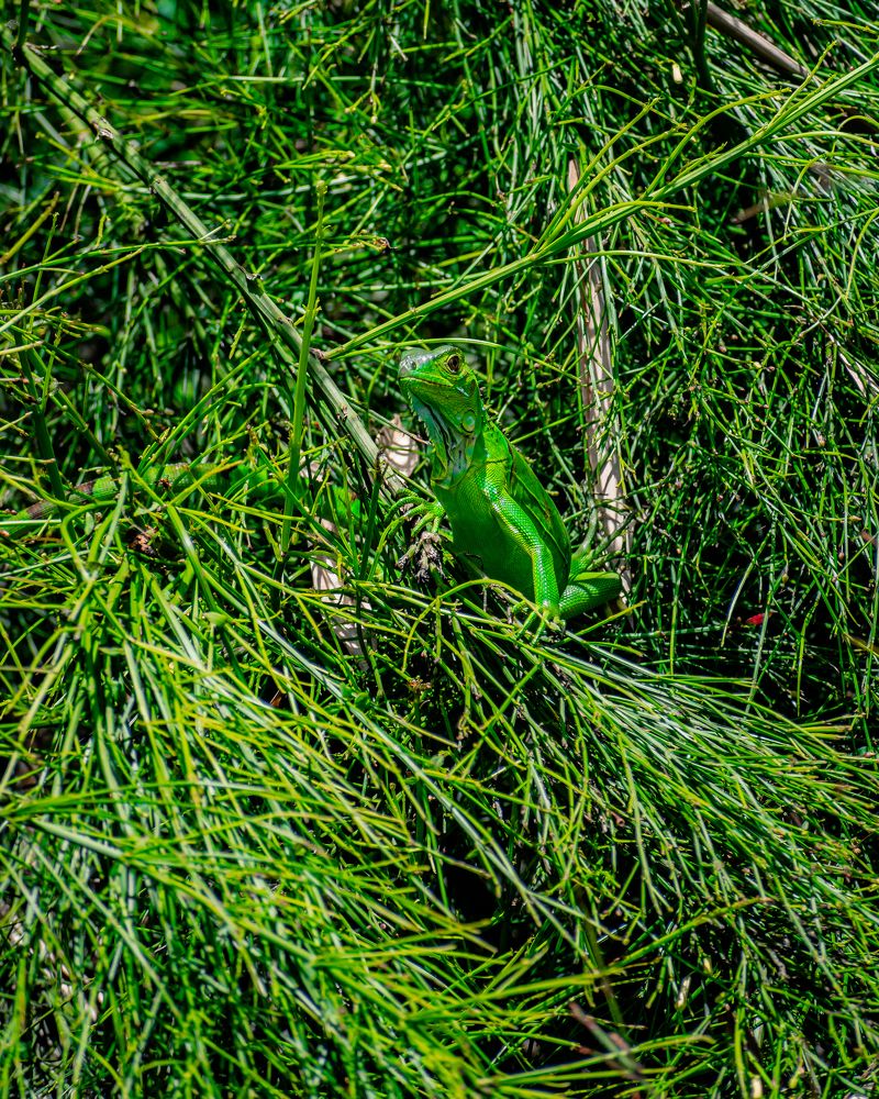 Photograph by Mauricio Santiago Boulogne