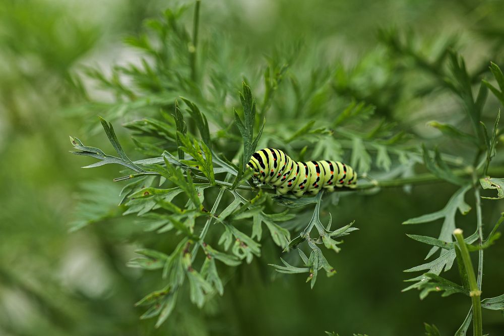 Photograph by Елена Одынец