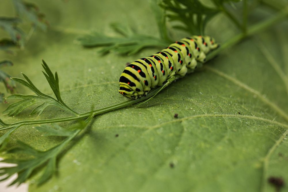 Photograph by Елена Одынец