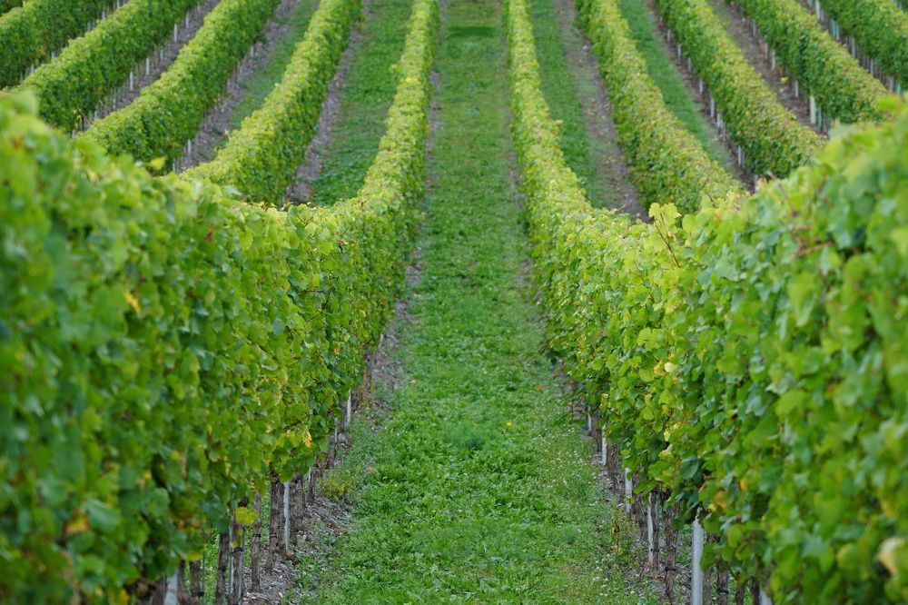 Фотография автора Liudmila Kiermeier