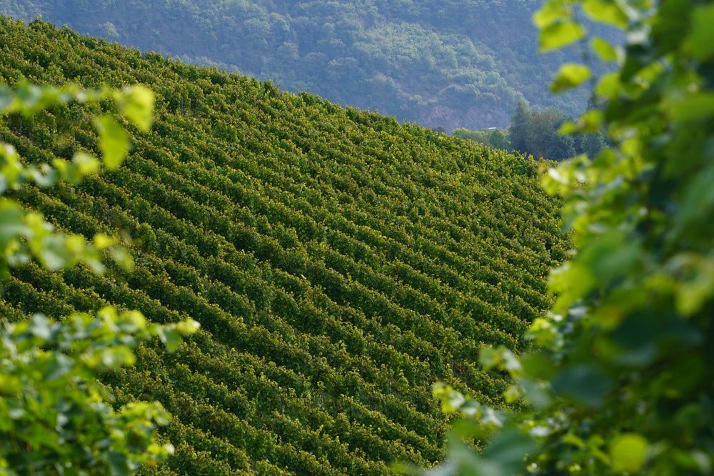 Фотография автора Liudmila Kiermeier