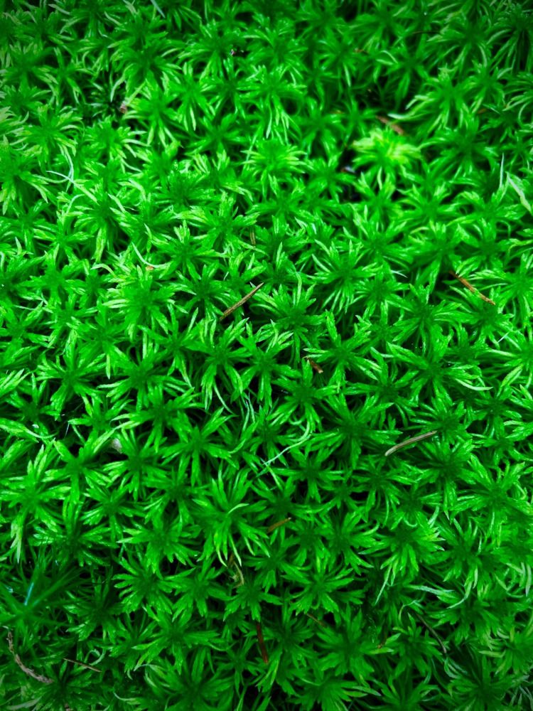 Photograph by Екатерина Одинцова