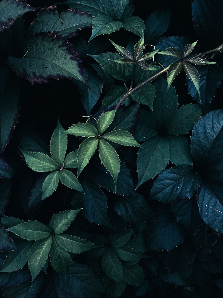 Photograph by Мария Карпычева