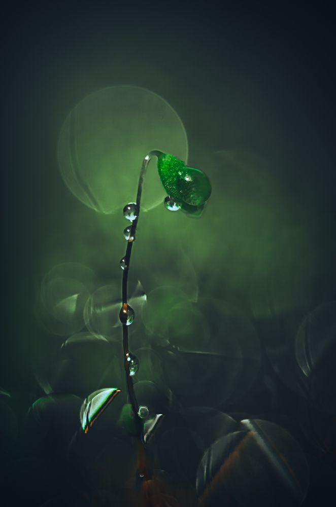 Фотография автора Наталья Алексеева