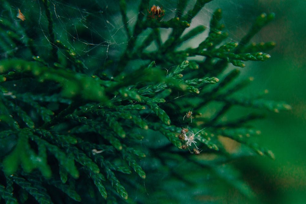 Photograph by Мария Федорова