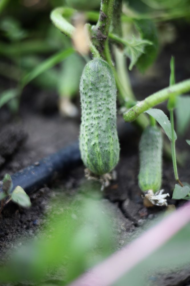 Photograph by Екатерина Горай