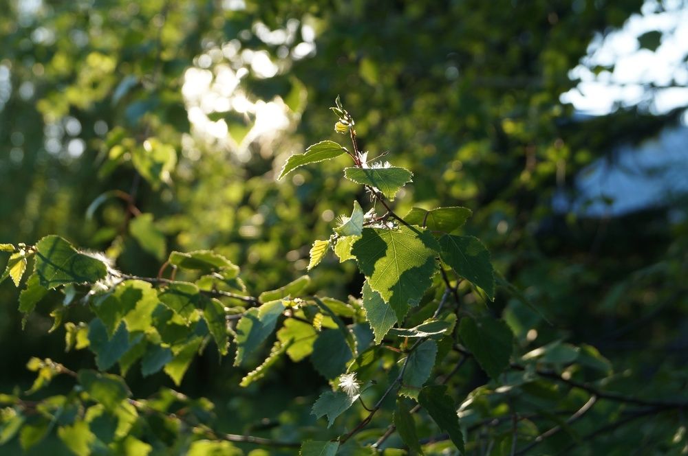 Photograph by Анна Богданова