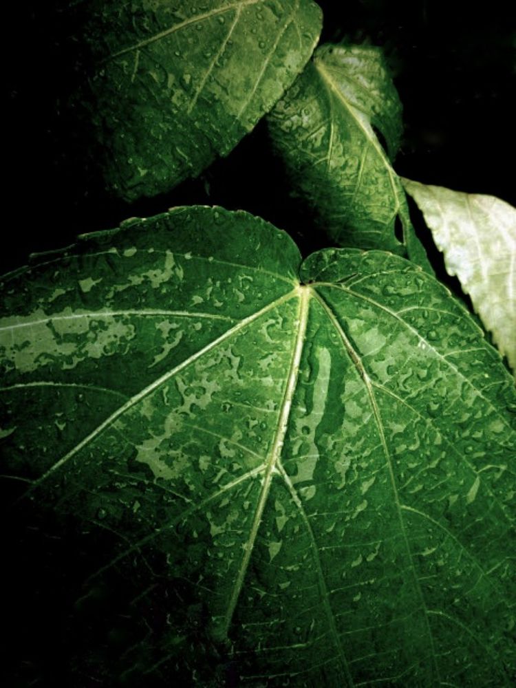 Photograph by WEI LOON LIM