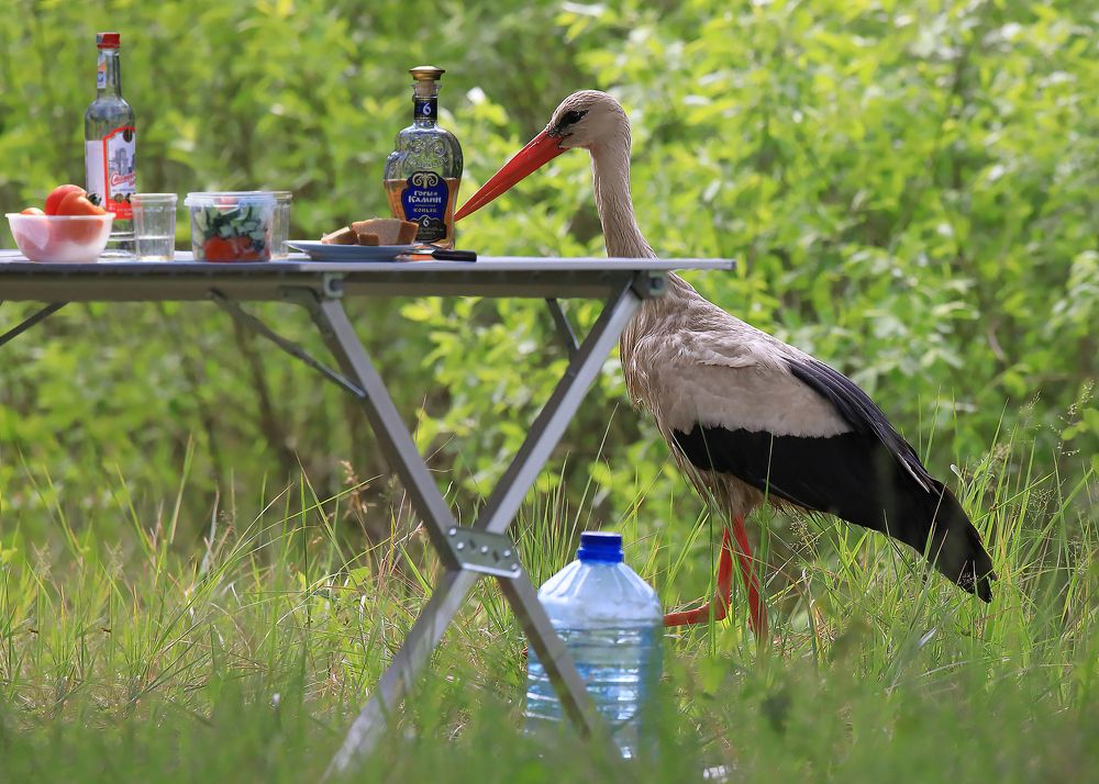 Названный гость