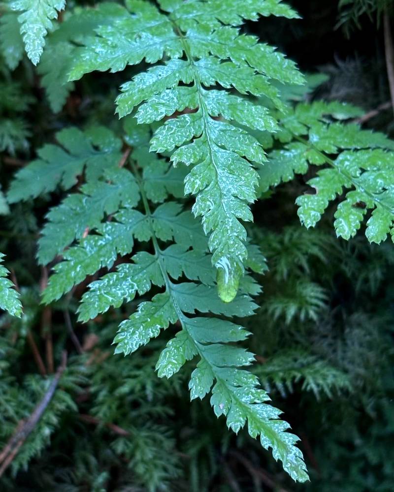 Photograph by Halina Mitsevich