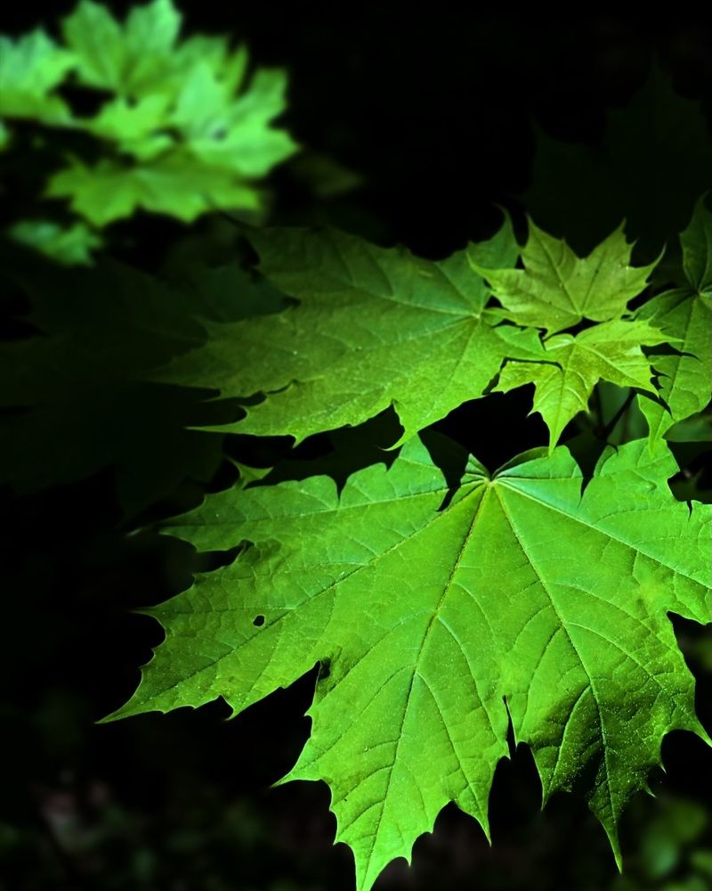 Photograph by Halina Mitsevich