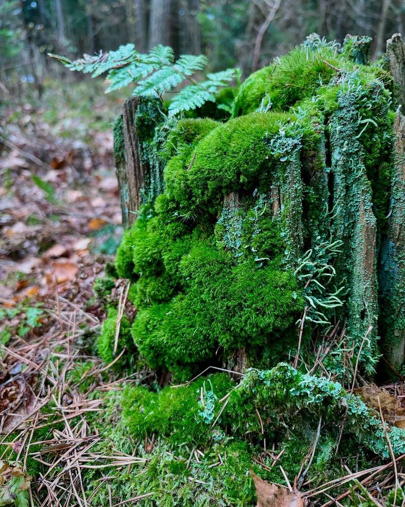 Photograph by Halina Mitsevich