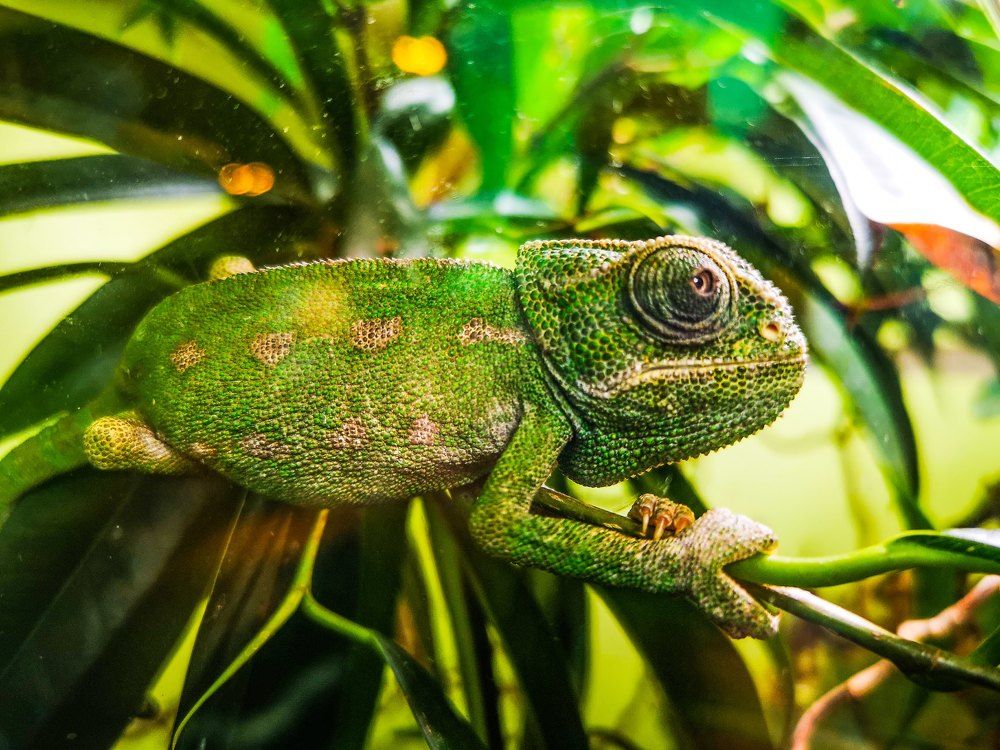 Фотография автора Ian Heard