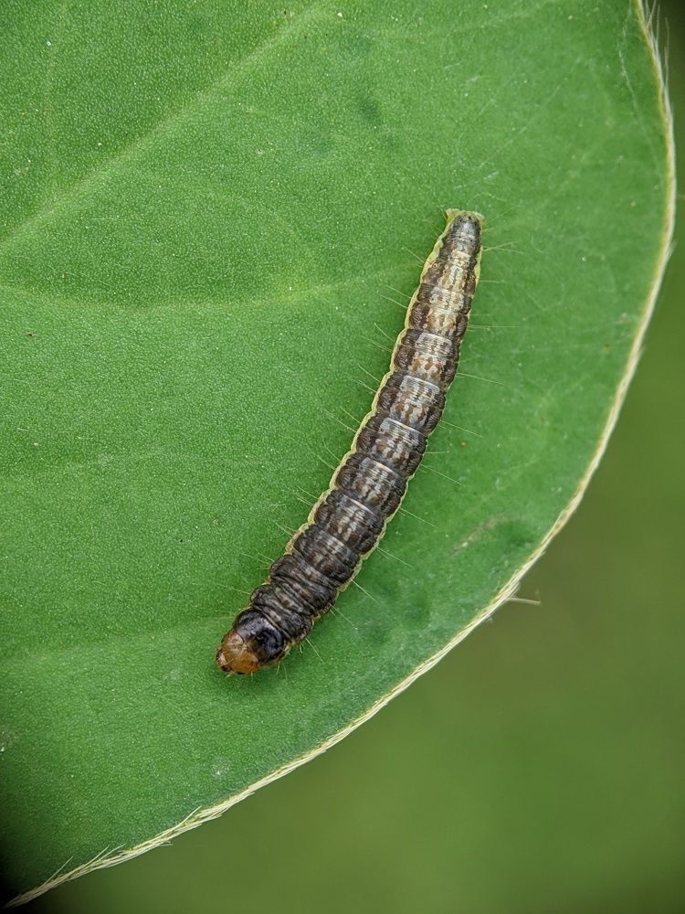 Photograph by Sai Krishna