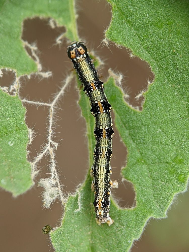 Photograph by Sai Krishna