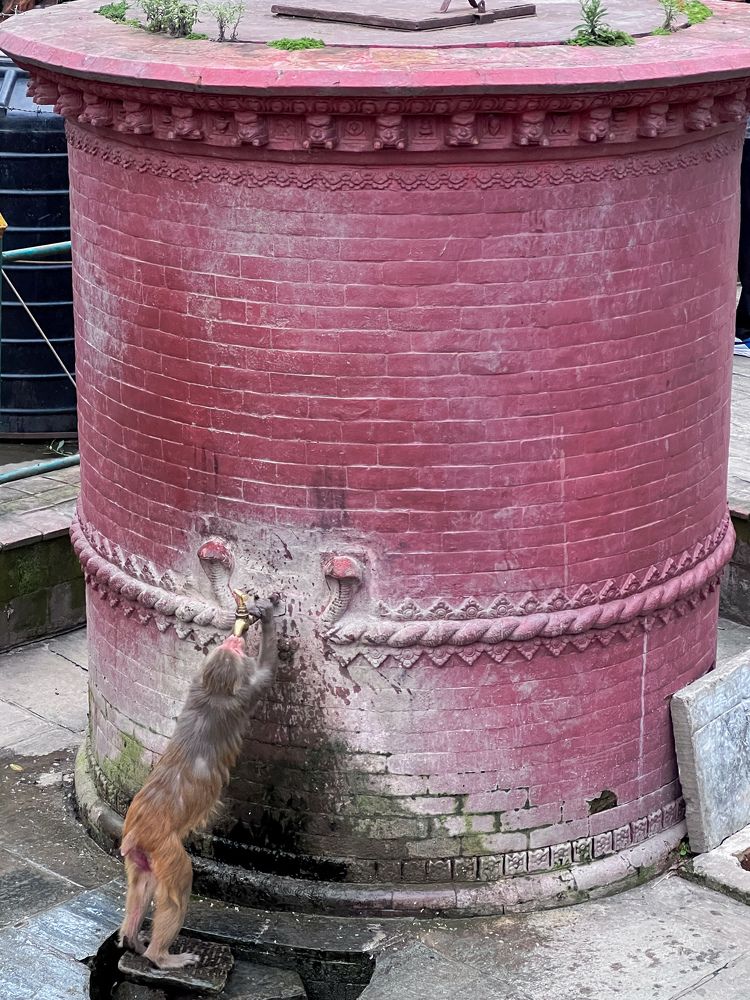 Photograph by Bhupendra Bagla