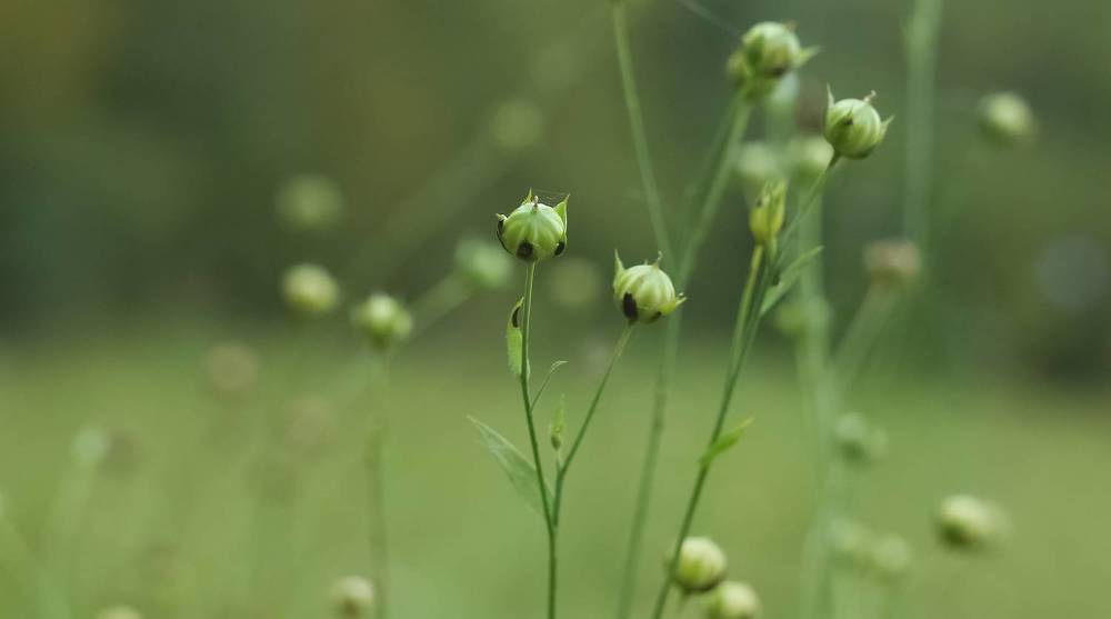 Unripe Flax in the field.