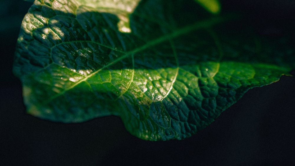 Photograph by Игорь Гордиенко
