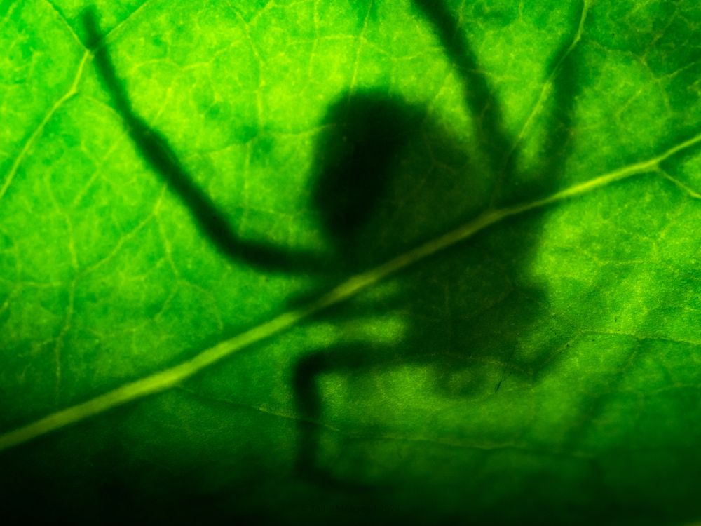 Photograph by Talha Maqsood