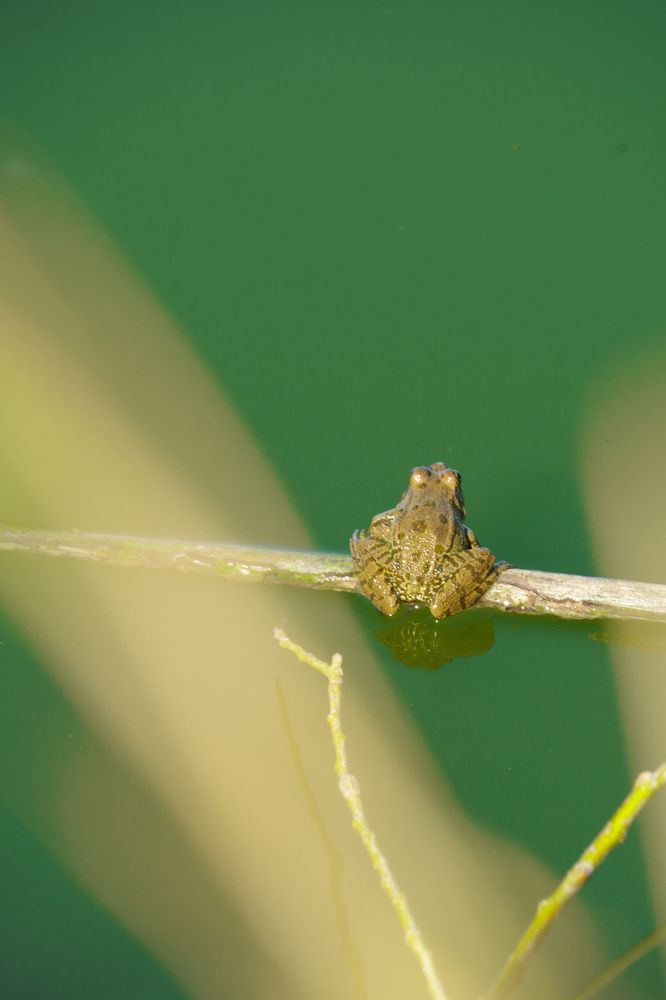 Фотография автора Вячеслав Афанасьев