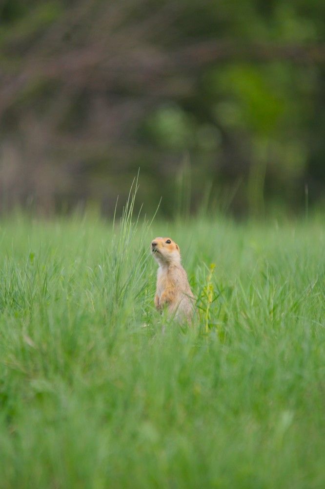 Фотография автора Татьяна Шебаршенко