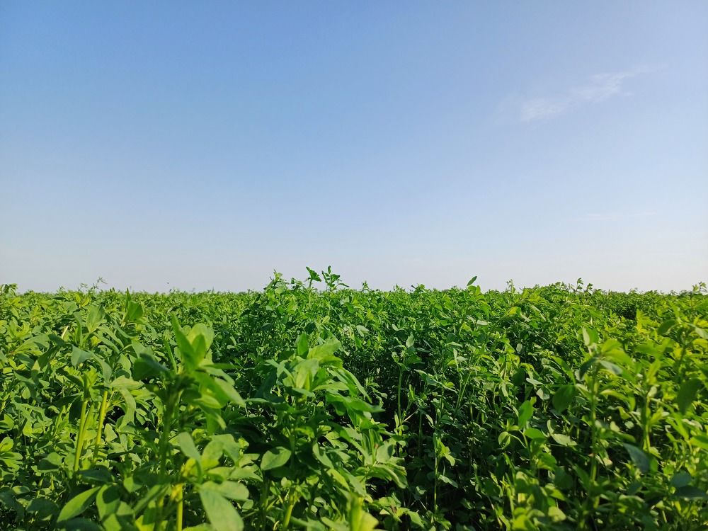 Photograph by Anna Grinkevich