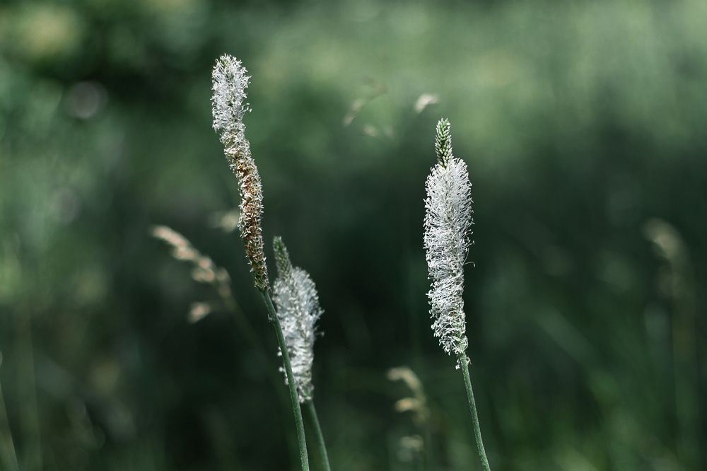 Зеленый фон