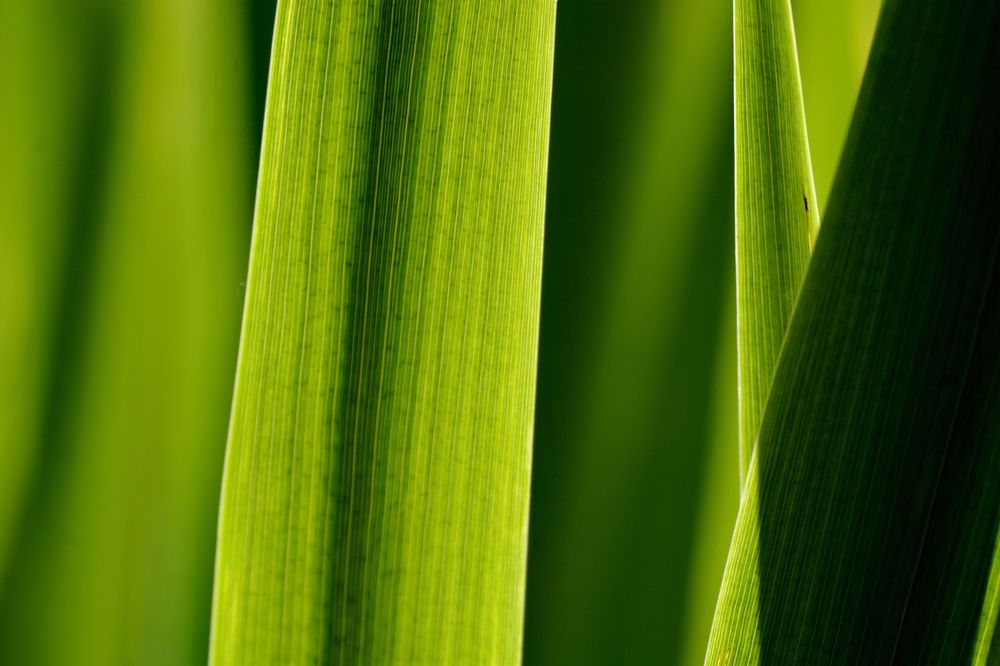 Фотография автора YANN JACOB