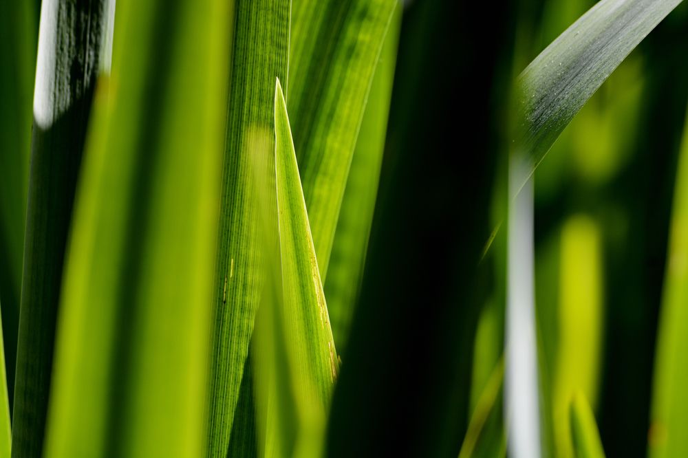 Фотография автора YANN JACOB