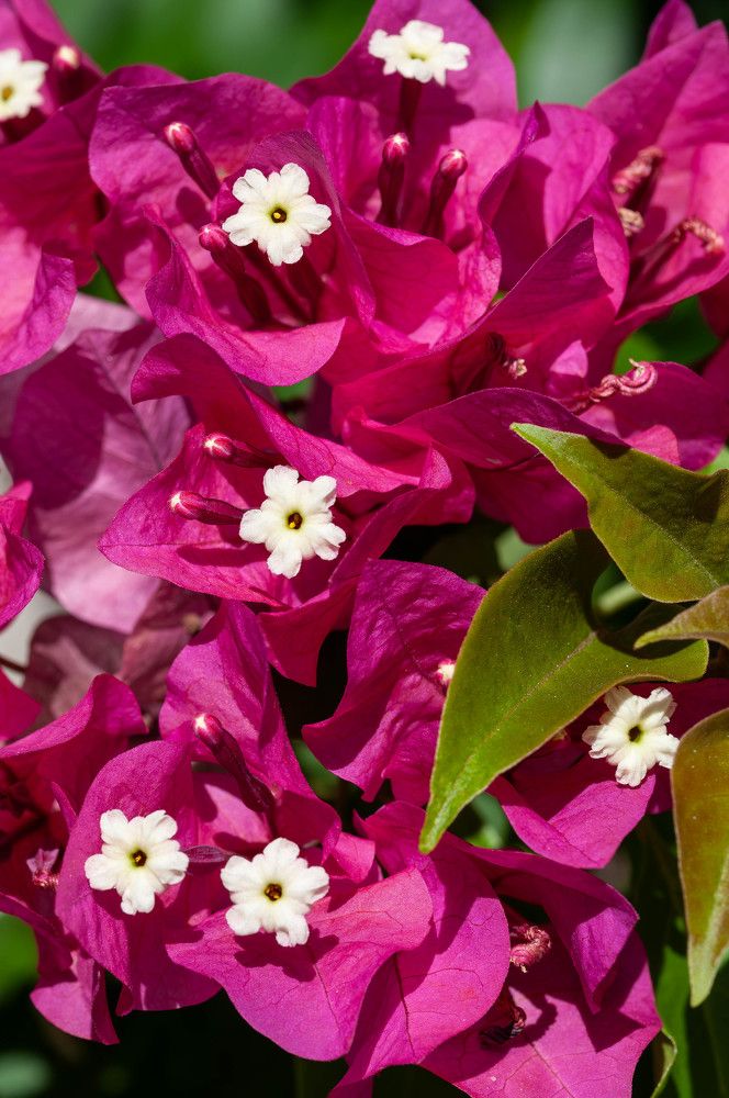 Фотография автора DIMITRIS MPAZIOTOPOULOS