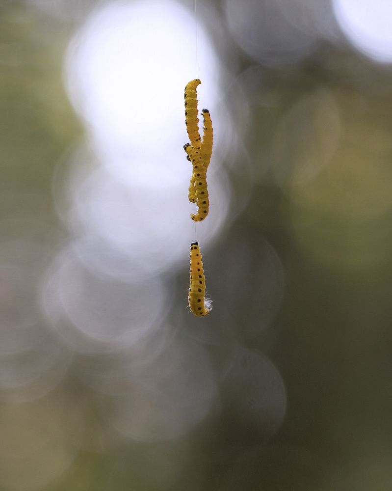 Photograph by LYUDMYLA POKRYSHEN