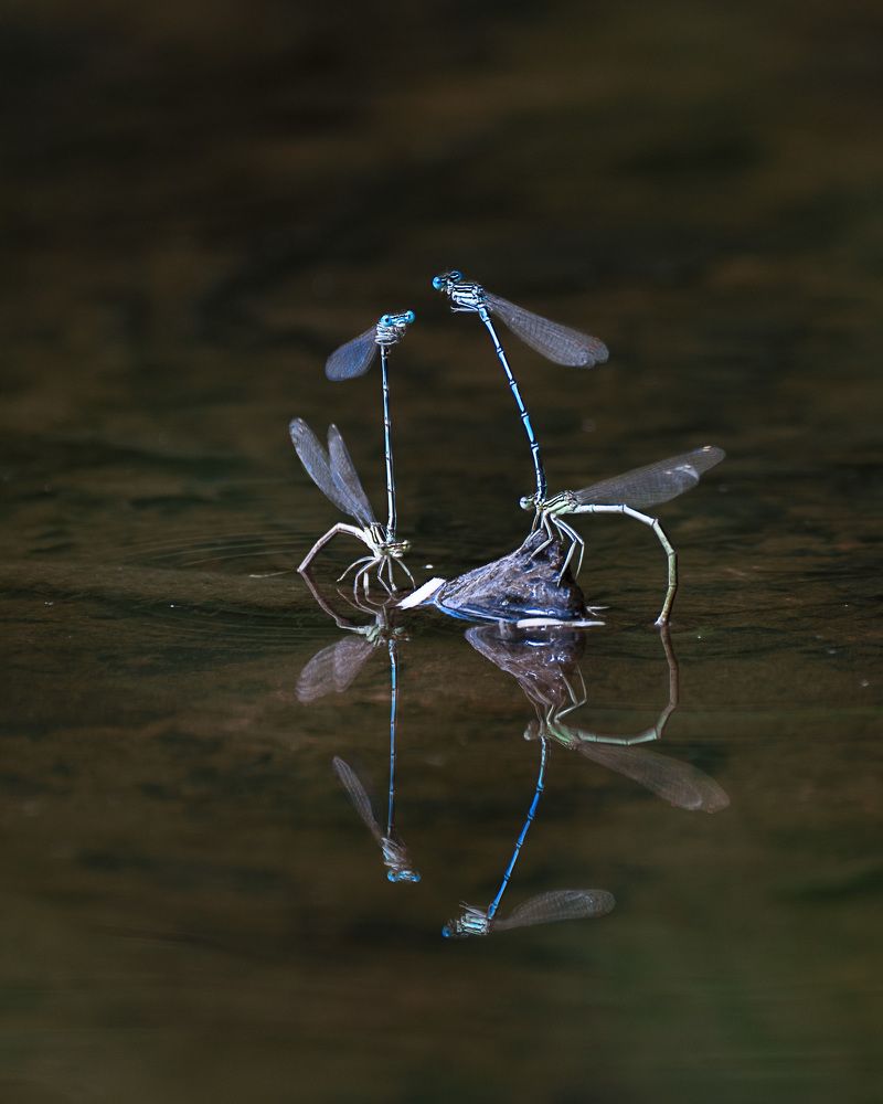 Photograph by LYUDMYLA POKRYSHEN