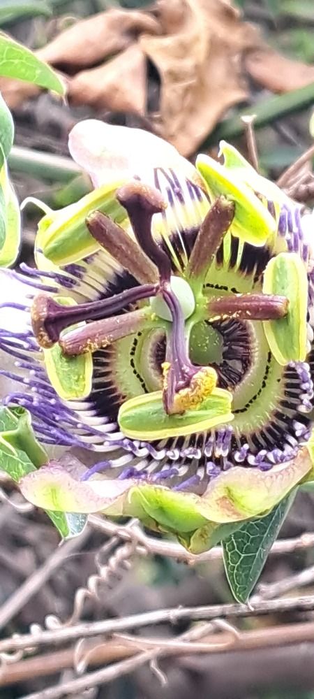 Фотография автора gustavo pecelis