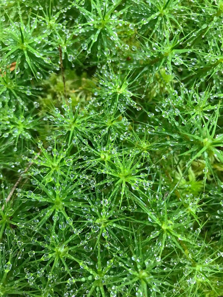 Сфагнум в каплях росы.