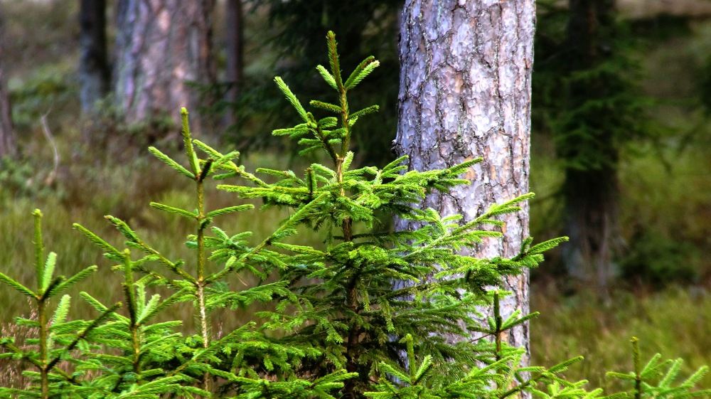 Photograph by Igors Rostikovs