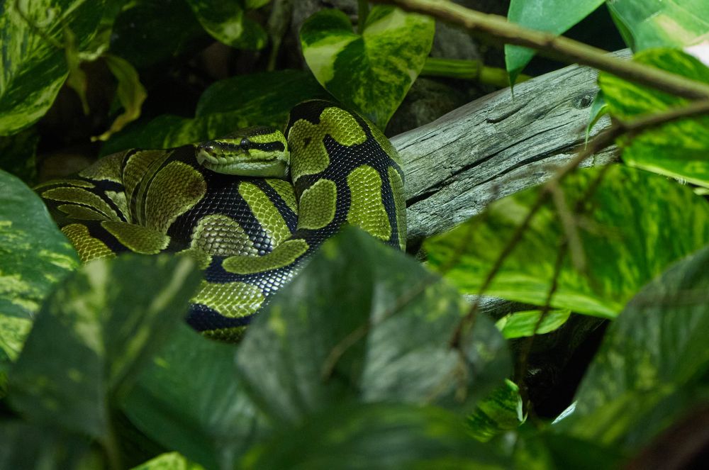 Фотография автора Ekaterina Palant