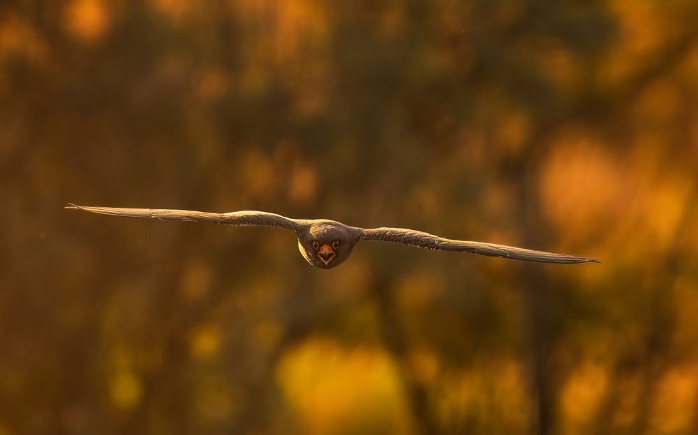 Photograph by Tímea Ambrus