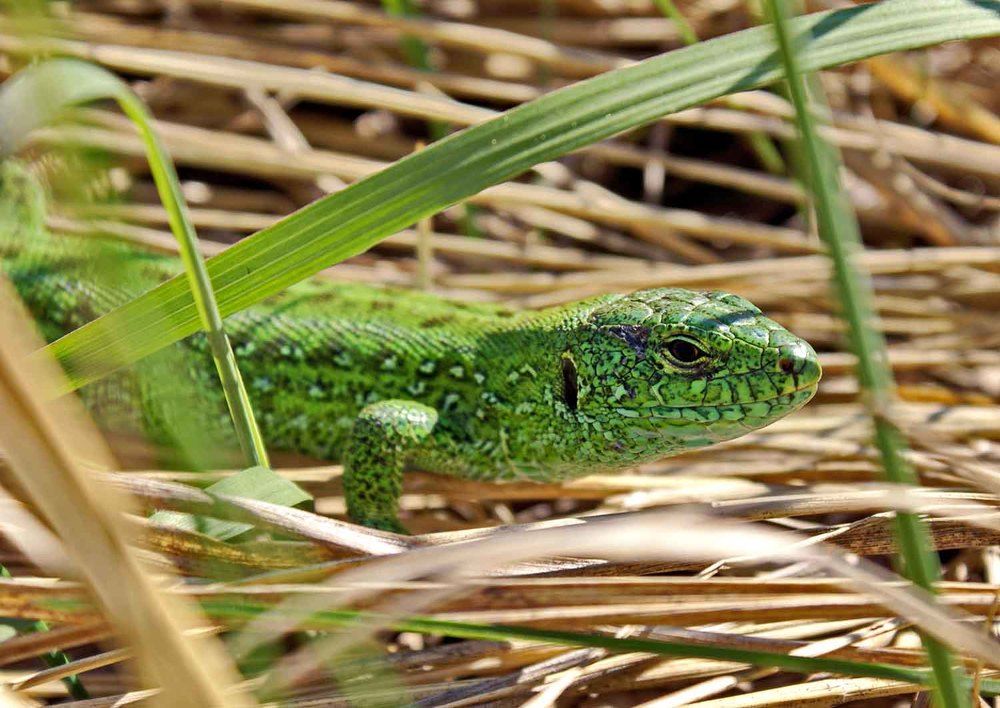 Photograph by Игорь Пшеничников