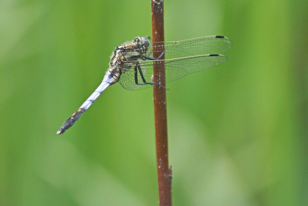 Photograph by Игорь Пшеничников